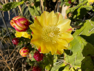 Yellow prickly pear opuntia cactus flower detailed close up. A beautiful isolated yellow flower of is against the green background in Greek garden.  Popular in Mexico.