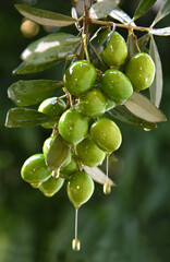 Ripe green olives, fresh branch with green leaves dipped in olive oil, on a green background. Droplets of oil drip from the olives. Twig with fruit as a healthy eating concept.