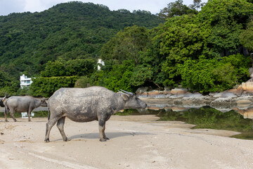 2023 Oct 13,Hong Kong.Buffalo in Pui O  in southern Lantau Island,Hong Kong