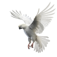 The white parrot