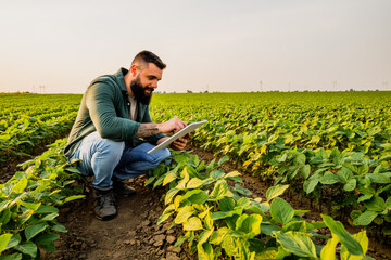 Portrait of farmer who is cultivating soybean. He is satisfied with good progress of plants....