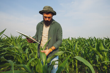 Portrait of farmer who is cultivating corn. He is examining progress of plants. Agricultural...