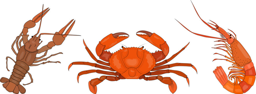 Crustaceans. Collection of sea animals. Crayfish, crabs, shrimp. Illustration on a transparent background. Vector. 