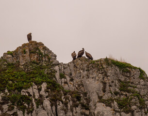 paysage de montagne avec des vautours sauvages sur les hauteurs