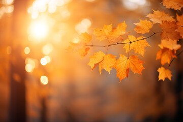 Naklejka na ściany i meble Beautiful orange autumn maple leaves on a blurred background