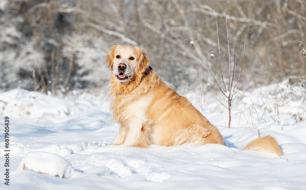 Wall mural golden retriever dog plays in snow, enjoying winter fun in a winter forest