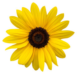 Obraz premium A yellow flower, like a sunflower. Isolate a large flower with clipping path. Taipei Chrysanthemum Exhibition.