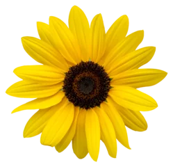 Zelfklevend Fotobehang A yellow flower, like a sunflower. Isolate a large flower with clipping path. Taipei Chrysanthemum Exhibition. © twabian