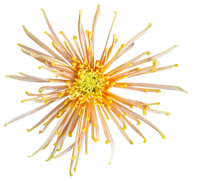 Top view of a pink and yellow flower with petals like radiant rays. Isolate a large flower with clipping path. Taipei Chrysanthemum Exhibition.