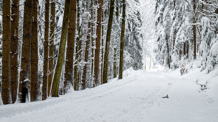 The forest in the winter season together with the frozen trees