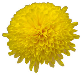 Top view of one yellow chrysanthemum flower isolated on white background. Isolate a large flower with clipping path. Taipei Chrysanthemum Exhibition.