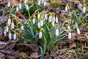 spring flowers snowdrops
