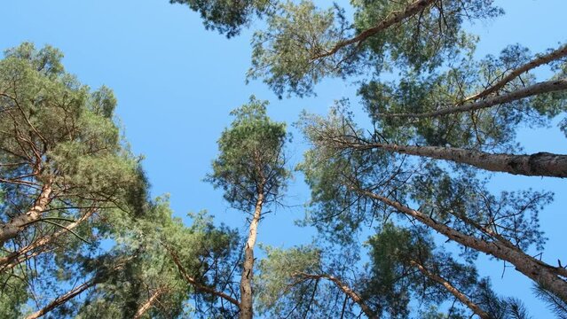 Pine Forest. Tall pines trees grow in the forest, look up through the trees at the blue sky, outdoors. Windy weather. Fir-trees swaing on the wind. Nature background. Beautiful forest