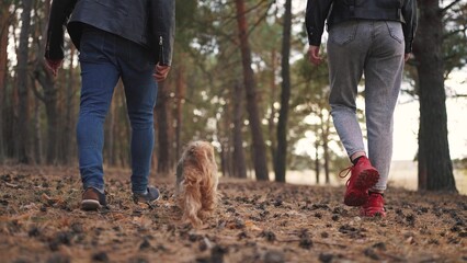 a couple walks with a dog in the forest. nature dream concept. a couple walks through a coniferous evening forest with a small fluffy dog. guy and girl walking in nature with a dog