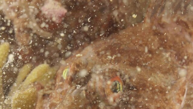 Fish Myoxocephalus scorpius, head close-up, three spikes are visible in front of eyes. Feeds on invertebrates and small fish. White Sea.