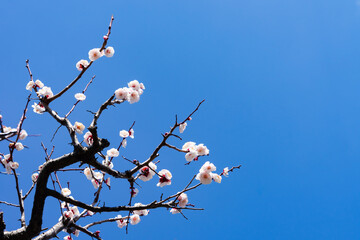 青空と白い梅の花20230302