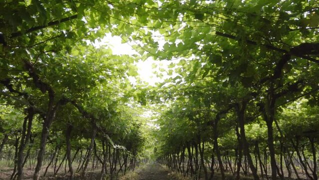 Slow cinematic shot of walking through a row of grape vineyard