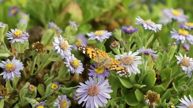 Painted Lady butterfly (Vanessa cardui) feeding on a pink aster flowers