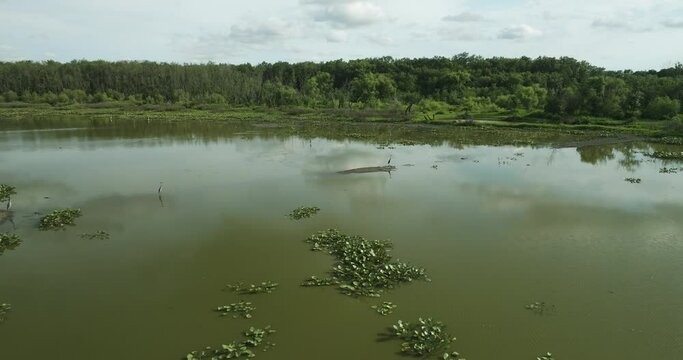 Water Lilies Floating On Surface Of Spile Lake In Missouri, USA. aerial pan right