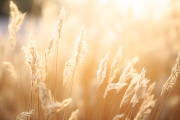 tall dry grass