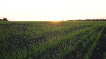 Agriculture. earth grass glare of the sun. nature landscape. plants on the field. green grass. lifestyle glare of the sun. forms content