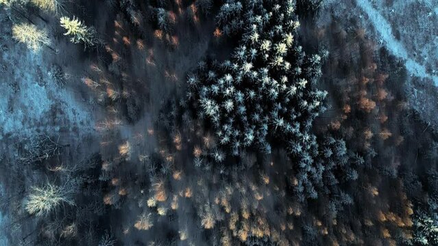Frosty forest in winter season, aerial top down view