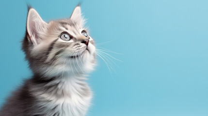 Fototapeta premium Cat looking up on solid blue background, cute banner, with empty copy space