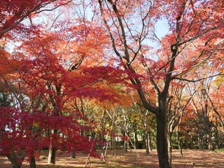 Naklejka premium 北の丸公園の紅葉