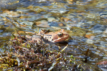 grenouille rousse en montagne