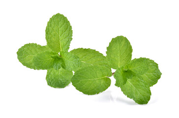 Mint leaves isolated on white background.