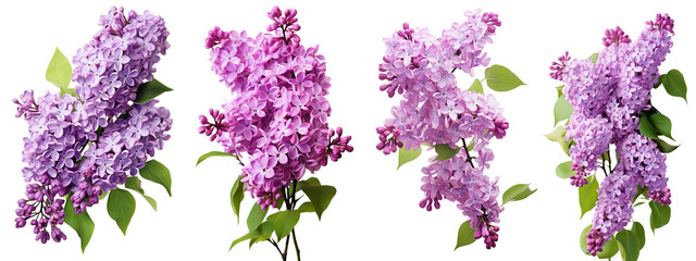 Pink lilac, spring flowers, isolated or white background