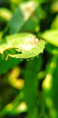 leaf with drops