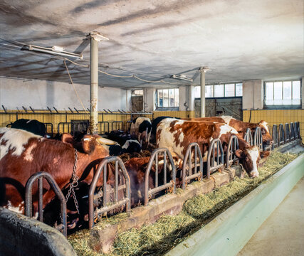 Cows in a cowshed