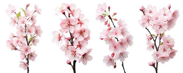 Cherry blossoms, spring flowers, isolated or white background