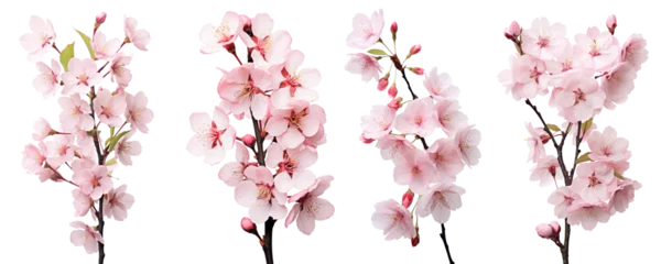 Foto op Aluminium Cherry blossoms, spring flowers, isolated or white background © Teppi