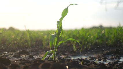 corn sprout. a small plant stretches towards the sun to live. corn sprout business concept. growing...