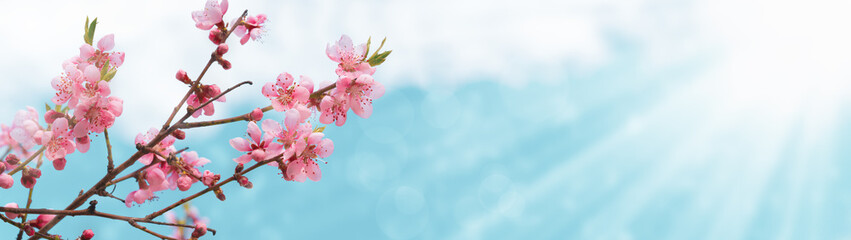 Beautiful spring background. Pink flowers on a branch of a blooming peach and sunlight. Blurred...