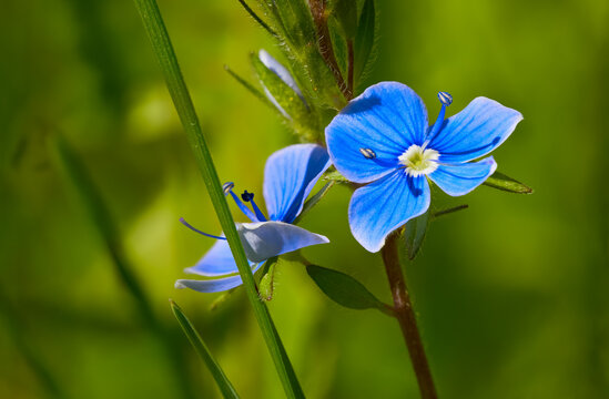 Close-up of blue flowers of Veronica filiformis among the grass. During the day from a low angle.
