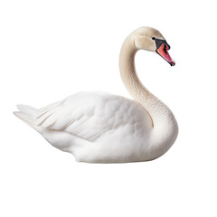 White swan swimming on water isolated on transparent background.