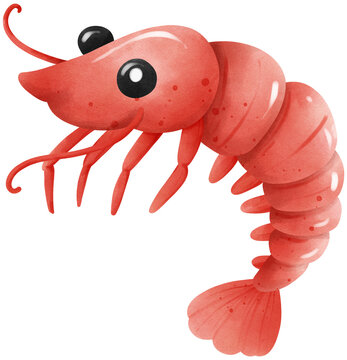 Cute shrimp under the sea watercolor illustration