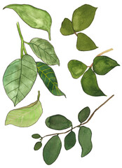 Fototapeta premium Hand drawn watercolor leaves set