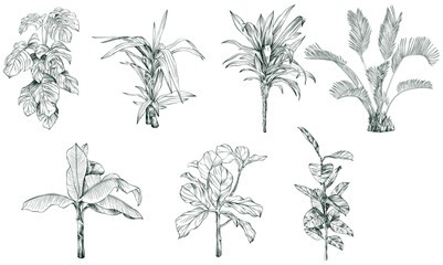 Collection of hand drawn tropical palm trees and plants sketch illustration isolated on white background.