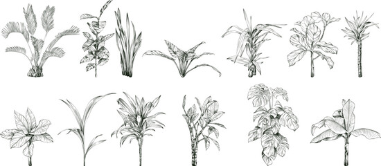 Collection of hand drawn tropical palm trees and plants sketch illustration isolated on white background.