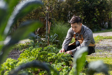 Asian local farmer growing salad lettuce and checking growth rate inside the greenhouse using...