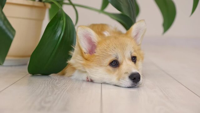 A cute Welsh Corgi puppy lies resting on the floor at home