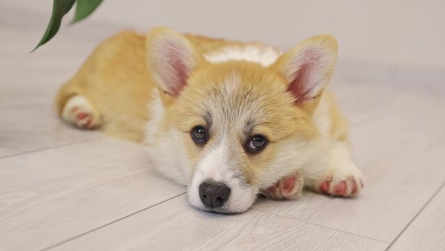A very cute sad Welsh Corgi puppy is lying on the floor at home resting