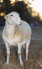 Fototapeta premium Surise with a white Katahdin sheep ewe on a grassy field in North Carolina.