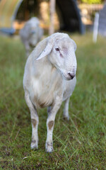 Obraz premium White Katahdin Sheep ram on a grassy field that looks suspicious of having photos taken