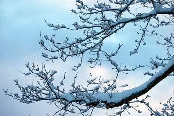 branches of a tree in winter, nacka,sweden,sverige,stockholm,Mats