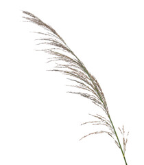 Cane, reed seeds isolated on white background, clipping path © dule964